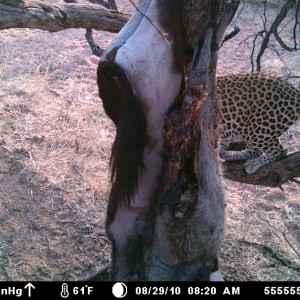 Leopard on bait