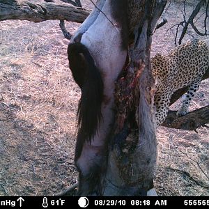 Leopard on bait