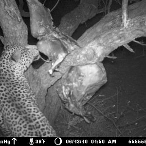 Leopard on bait