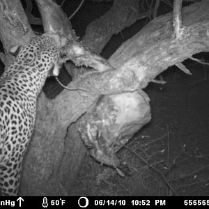 Leopard on bait