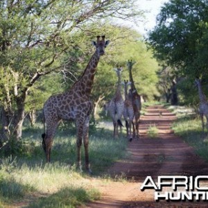 Giraffe herd