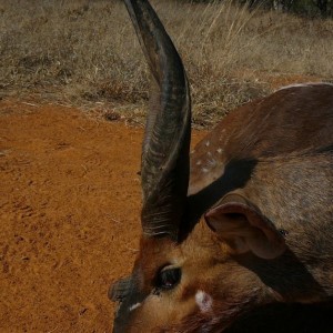 3-horn Limpopo Bushbuck taken in the Limpopo province in South Africa