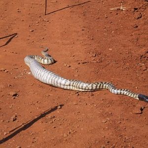 Black Headed Python swallowing Lizard