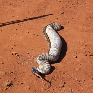 Black Headed Python swallowing Lizard