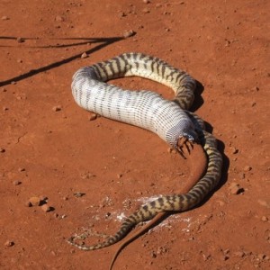 Black Headed Python swallowing Lizard