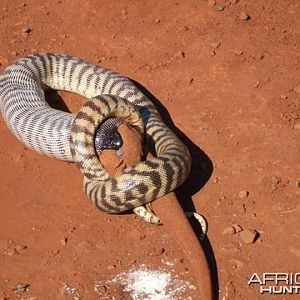 Black Headed Python swallowing Lizard