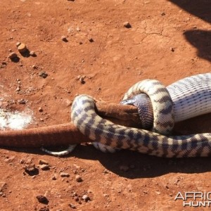 Black Headed Python swallowing Lizard