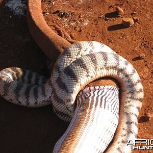 Black Headed Python swallowing Lizard