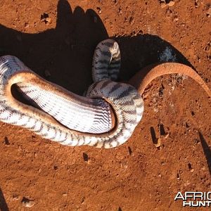 Black Headed Python swallowing Lizard