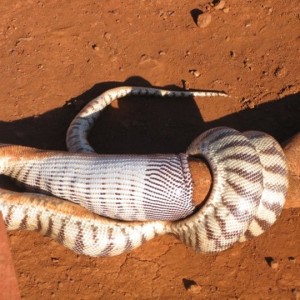 Black Headed Python swallowing Lizard