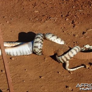 Black Headed Python swallowing Lizard