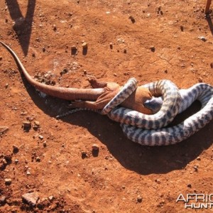 Black Headed Python swallowing Lizard