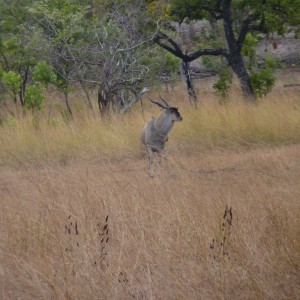 East African Eland Tanzania