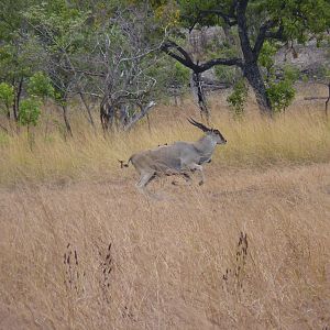 East African Eland Tanzania