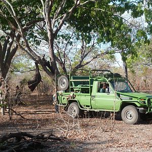 Baiting for dangerous game in Tanzania