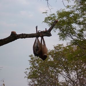 Baiting for dangerous game in Tanzania