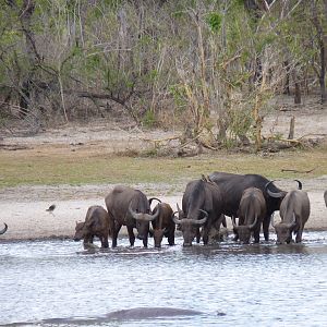 Cape Buffalo Tanzania