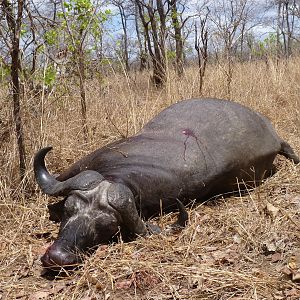 Cape Buffalo hunting Tanzania