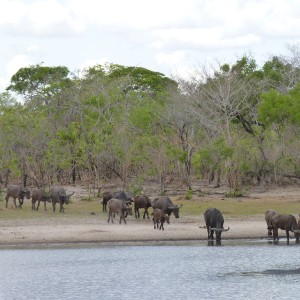 Cape Buffalo Tanzania