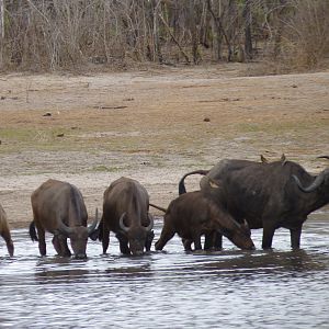 Cape Buffalo Tanzania