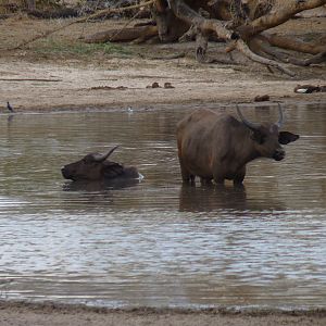 Cape Buffalo Tanzania