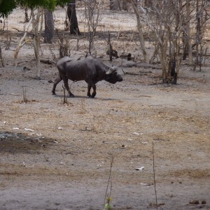 Cape Buffalo in Tanzania