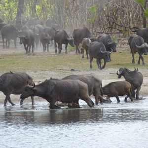 Cape Buffalo in Tanzania