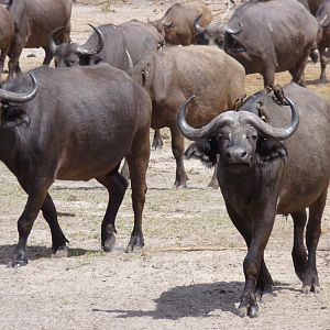 Cape Buffalo in Tanzania