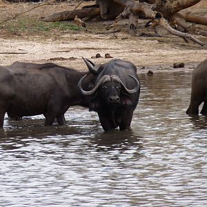 Cape Buffalo in Tanzania