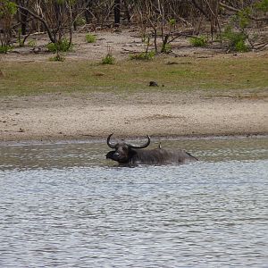 Cape Buffalo in Tanzania