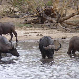 Cape Buffalo in Tanzania