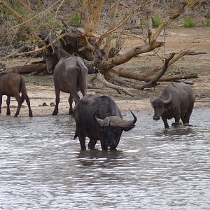 Cape Buffalo in Tanzania