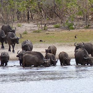 Cape Buffalo in Tanzania