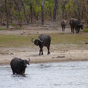 Cape Buffalo in Tanzania