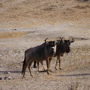 Nyasaland Gnu in Tanzania