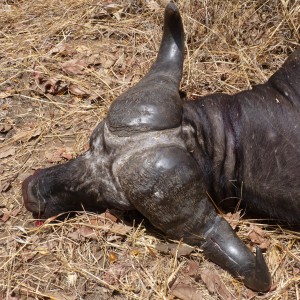 Cape Buffalo hunting in Tanzania