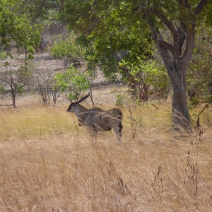 East African Eland Tanzania