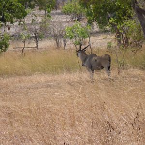 East African Eland Tanzania