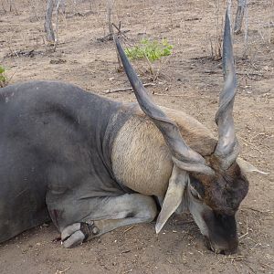 Hunting East African Eland Tanzania