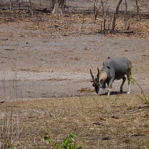 East African Eland Tanzania