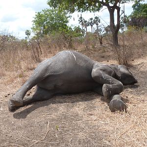 Elephant poaching in Tanzania