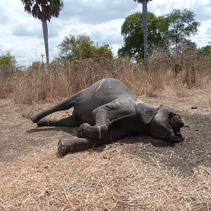 Elephant poaching in Tanzania