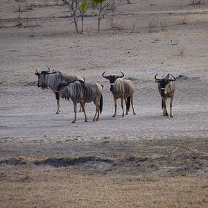 Nyasaland Gnu in Tanzania