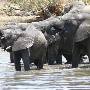 Elephants in Tanzania