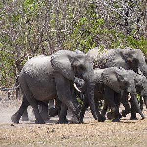 Elephants in Tanzania