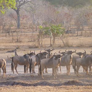 Nyasaland Gnu in Tanzania