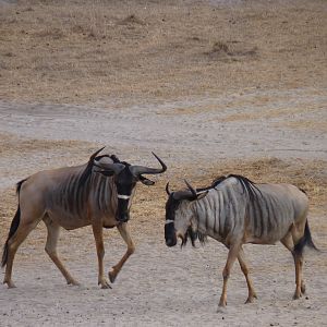 Nyasaland Gnu in Tanzania