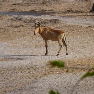 Lichtenstein's Hartebeest in Tanzania