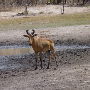 Lichtenstein's Hartebeest in Tanzania