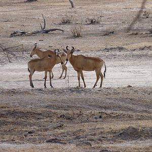 Lichtenstein's Hartebeest in Tanzania